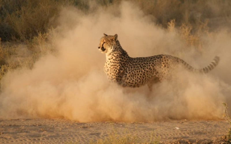 3 Day Fully Inclusive Wellness Journey Opening Special at Kuganha Luxury Tented Camp